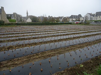Roscoff onions growing in the centre of Roscoff
